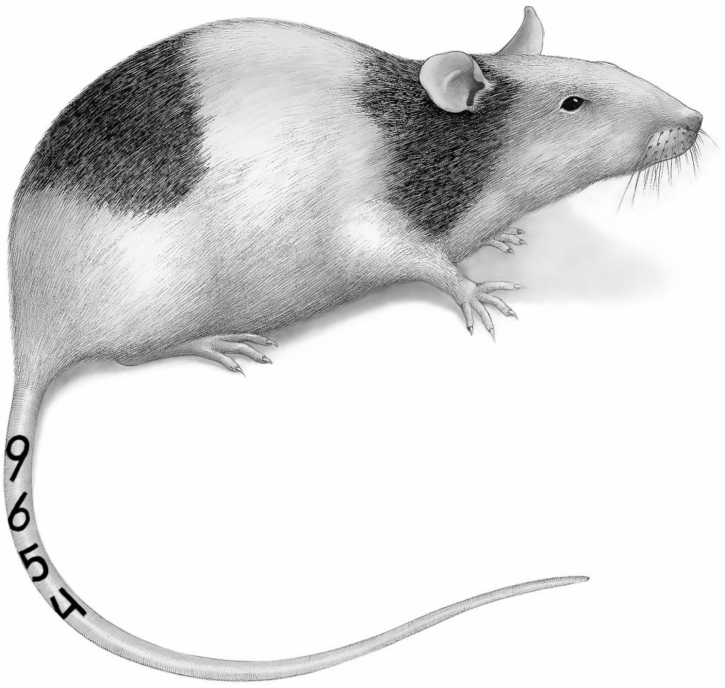 About AIMS – AIMS Lab Animal Tattoo Identification